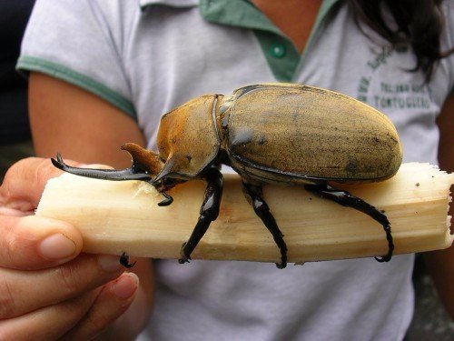 Породы жуков в Белоусово | ЗооТом портал о животных