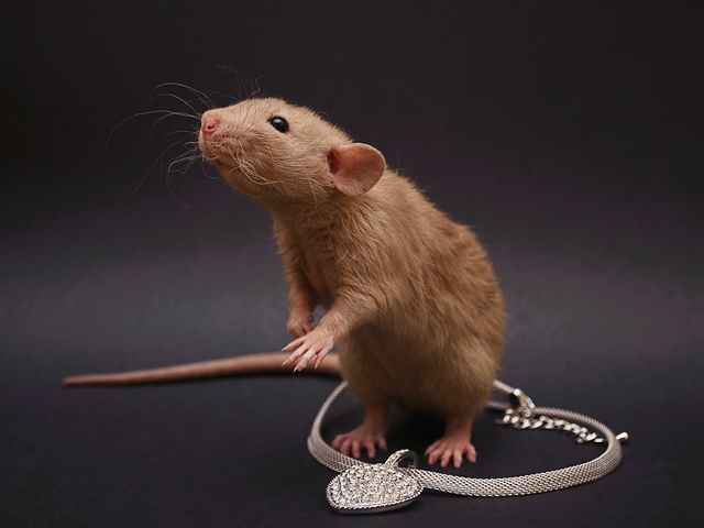 Породы крыс | ЗооТом - продажа, вязка и услуги для животных в Белоусово