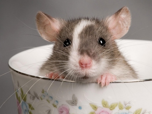 Породы крыс | ЗооТом - продажа, вязка и услуги для животных в Белоусово