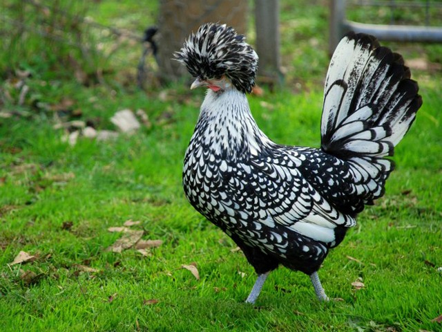 Породы куриц | ЗооТом - продажа, вязка и услуги для животных в Белоусово