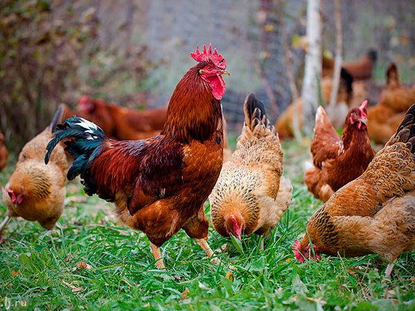 Породы куриц | ЗооТом - продажа, вязка и услуги для животных в Белоусово