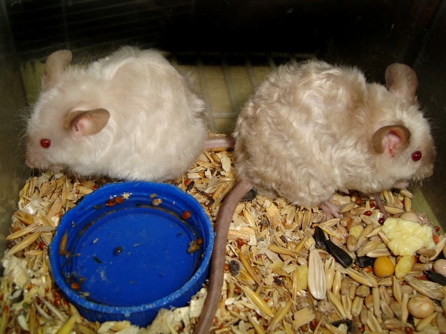 Породы мышей | ЗооТом - продажа, вязка и услуги для животных в Белоусово