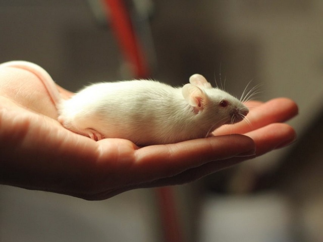 Содержание мышей и уход за ними в Белоусово | ЗооТом - продажа, вязка и услуги для животных в Белоусово