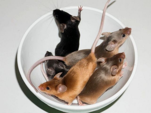 Содержание мышей и уход за ними в Белоусово | ЗооТом - продажа, вязка и услуги для животных в Белоусово