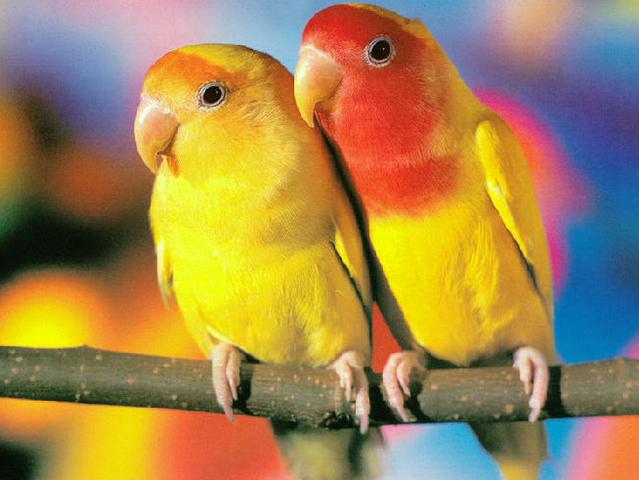 Породы попугаев | ЗооТом - продажа, вязка и услуги для животных в Белоусово