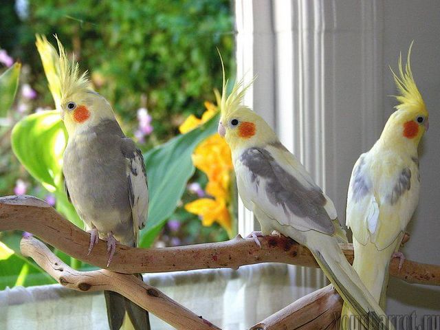 Содержание попугаев и уход за ними | ЗооТом - продажа, вязка и услуги для животных в Белоусово