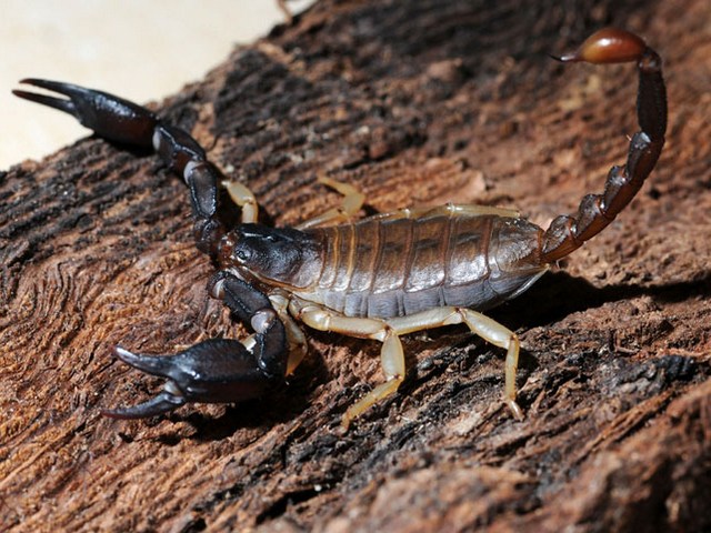 Породы скорпионов в Белоусово | ЗооТом портал о животных