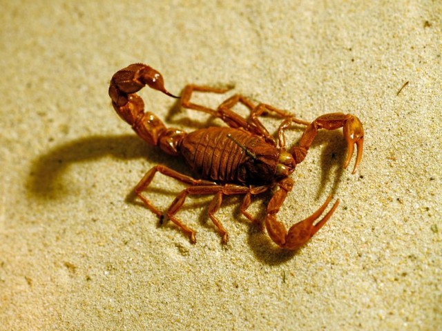 Породы скорпионов в Белоусово | ЗооТом портал о животных
