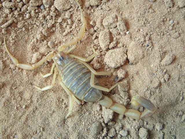 Содержание скорпионов и уход за ними в Белоусово | ЗооТом портал о животных