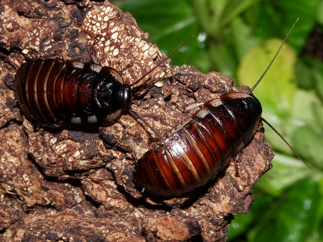 Породы тараканов в Белоусово | ЗооТом портал о животных