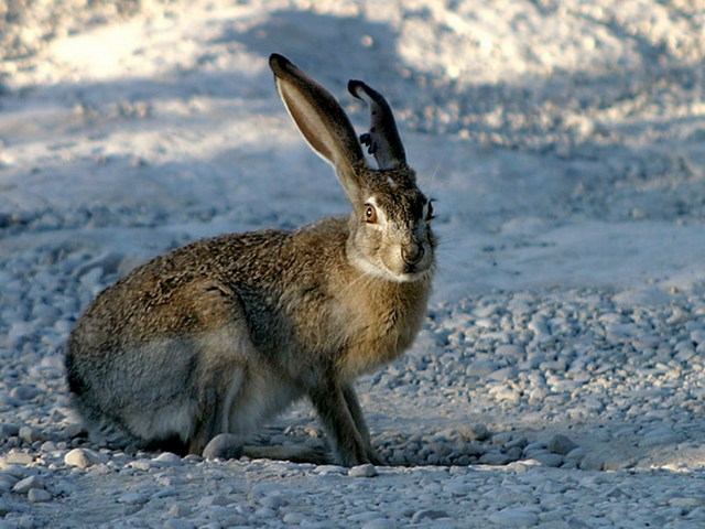 Породы зайцев | ЗооТом - продажа, вязка и услуги для животных в Белоусово