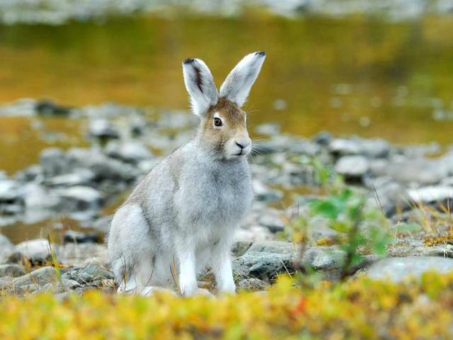 Содержание зайцев и уход за ними | ЗооТом - продажа, вязка и услуги для животных в Белоусово