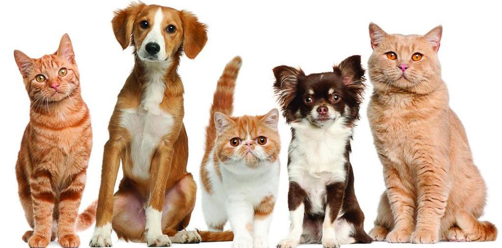 Доска объявлений о животных | ЗооТом - продажа, вязка и услуги для животных в Белоусово