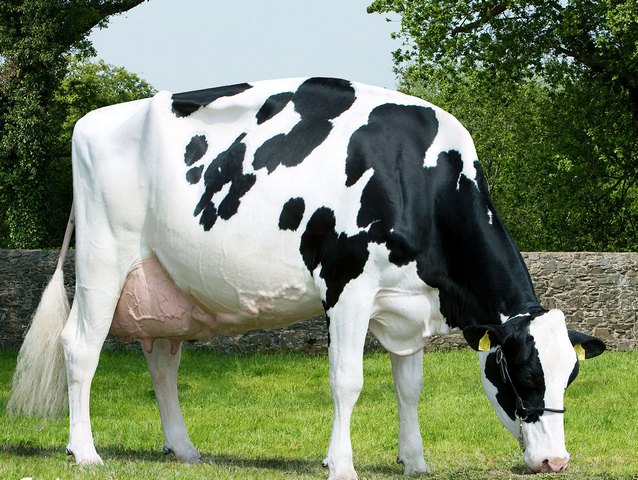 Породы коров в Белоусово | ЗооТом портал о животных