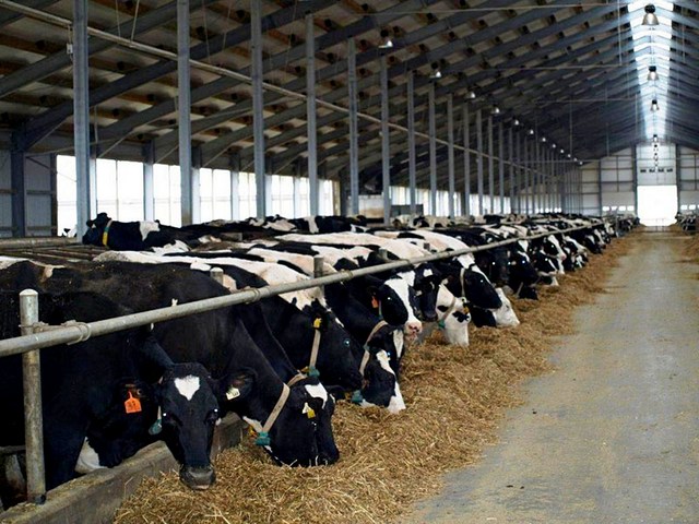 Содержание коров и уход за ними в Белоусово | ЗооТом портал о животных