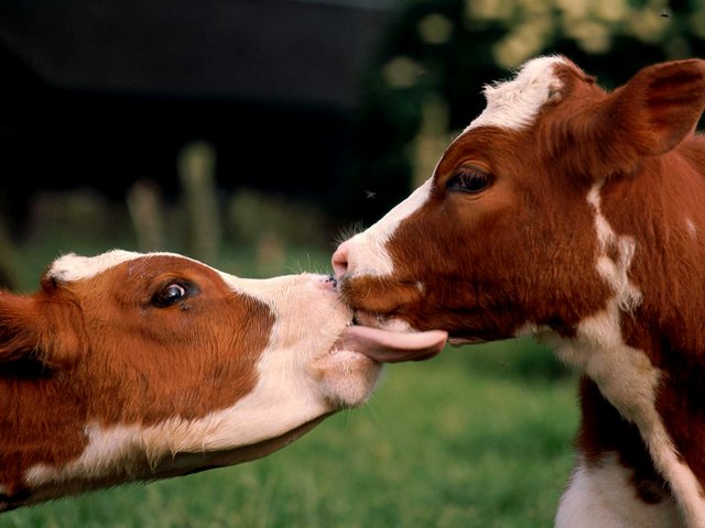 Статьи о коровах в Белоусово | ЗооТом портал о животных