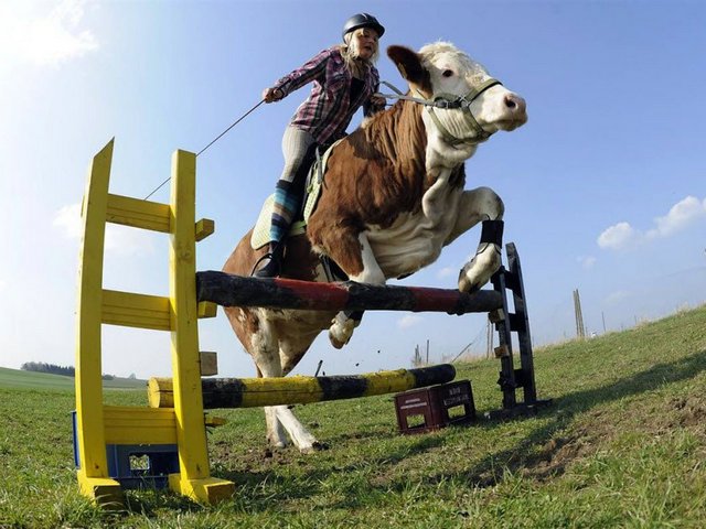 Статьи о коровах в Белоусово | ЗооТом портал о животных