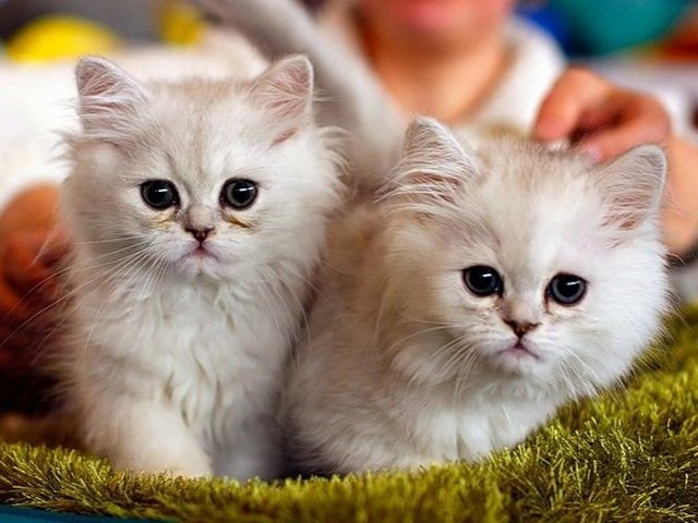 Породы кошек в Белоусово | ЗооТом портал о животных