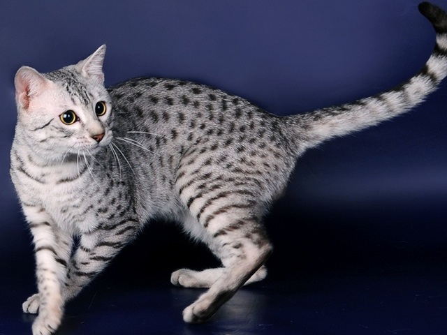 Породы кошек в Белоусово | ЗооТом портал о животных