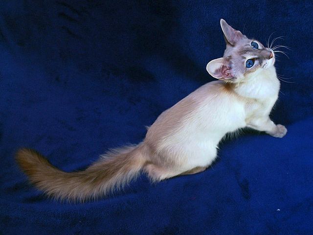 Выведенные породы кошек в Белоусово | ЗооТом портал о животных