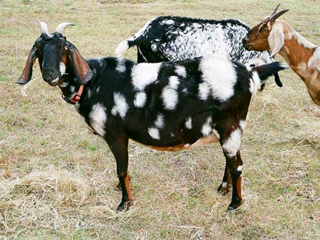 Породы коз в Белоусово | ЗооТом портал о животных