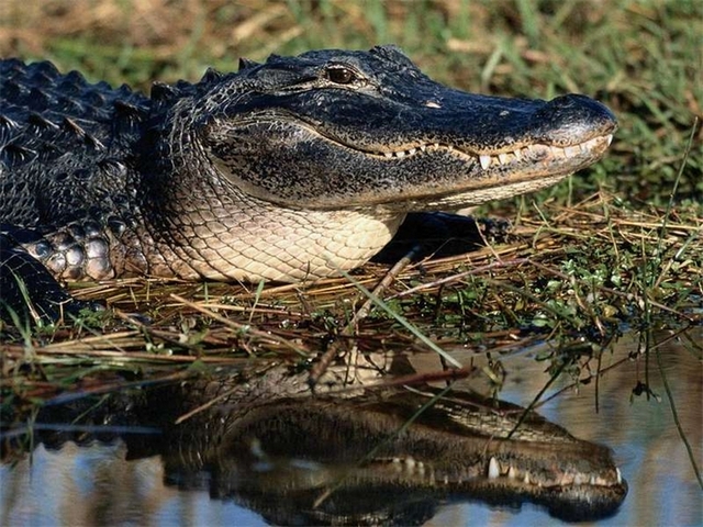 Породы крокодилов в Белоусово | ЗооТом портал о животных