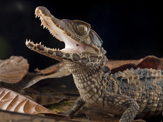 Содержание крокодилов и уход за ними в Белоусово | ЗооТом портал о животных