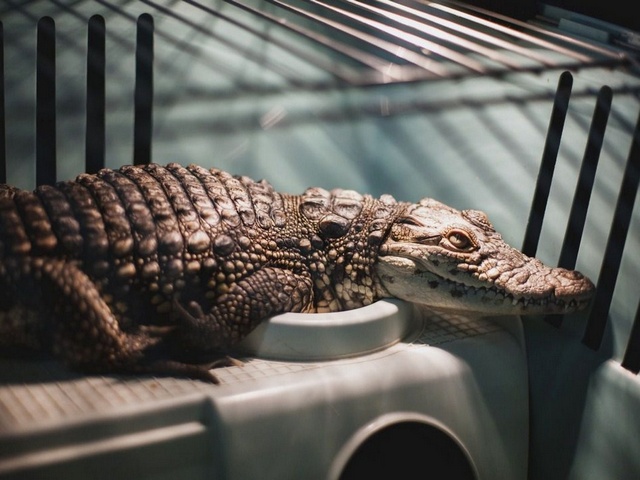 Содержание крокодилов и уход за ними в Белоусово | ЗооТом портал о животных