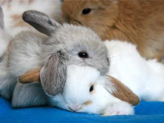 Статьи о кроликах в Белоусово | ЗооТом портал о животных