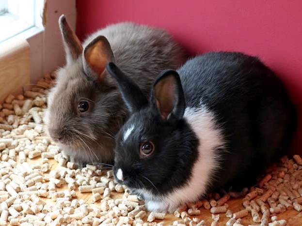 Содержание кроликов и уход за ними в Белоусово | ЗооТом портал о животных