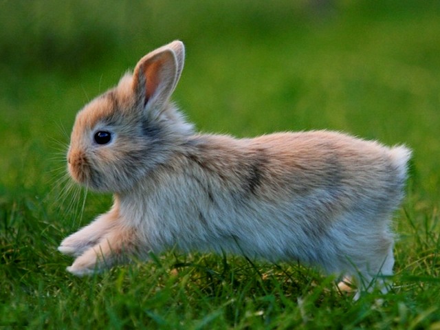Статьи о кроликах в Белоусово | ЗооТом портал о животных