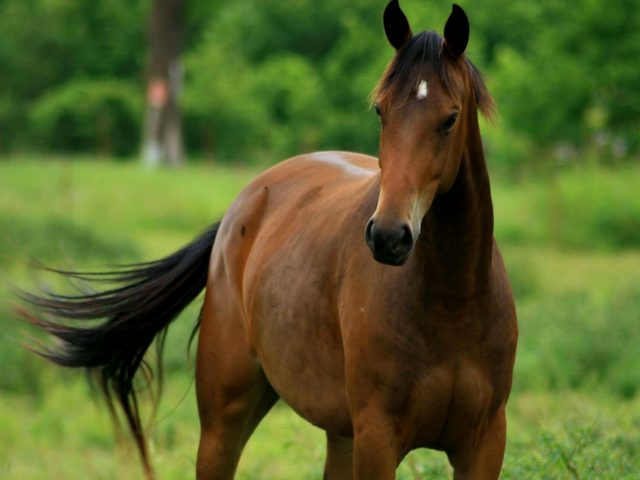 Содержание лошадей и уход за ними в Белоусово | ЗооТом портал о животных