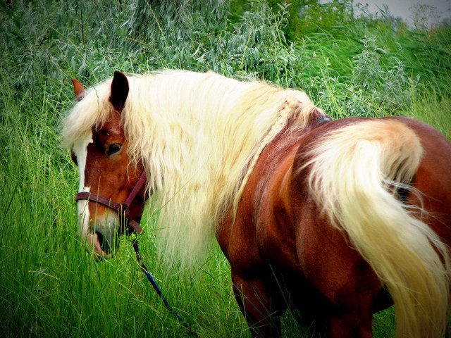 Породы лошадей в Белоусово | ЗооТом портал о животных