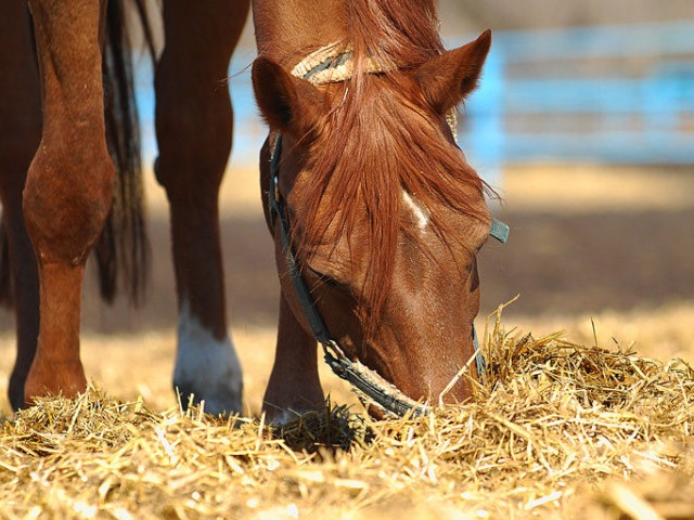 Содержание лошадей в Белоусово | ЗооТом портал о животных