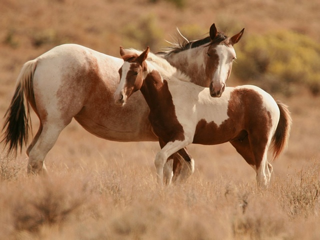 Интересные факты лошадях в Белоусово | ЗооТом портал о животных