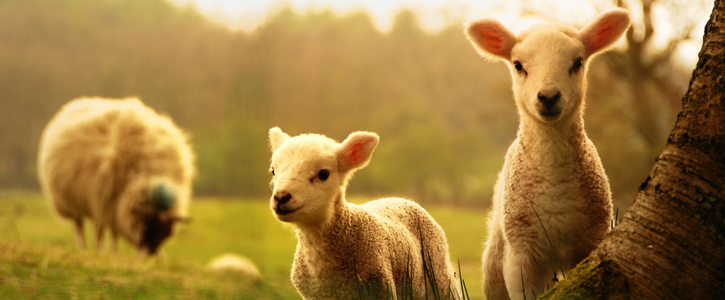 Объявления о сельскохозяйственных животных | ЗооТом - продажа, вязка и услуги для животных в Белоусово