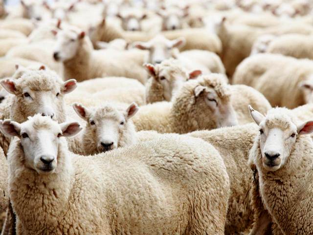 Породы овец в Белоусово | ЗооТом портал о животных