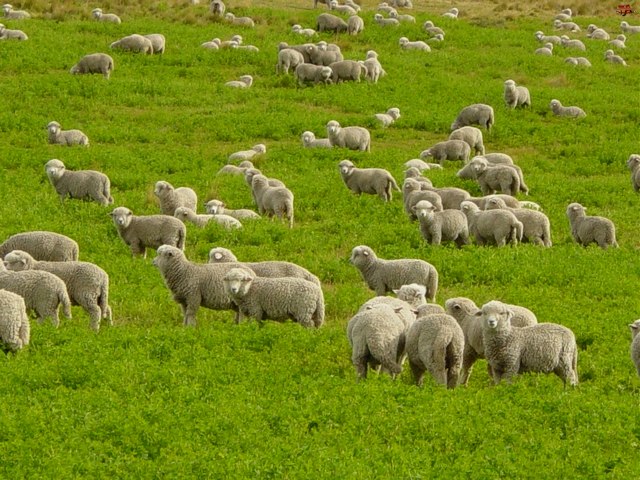 Содержание овец и уход за ними в Белоусово | ЗооТом портал о животных