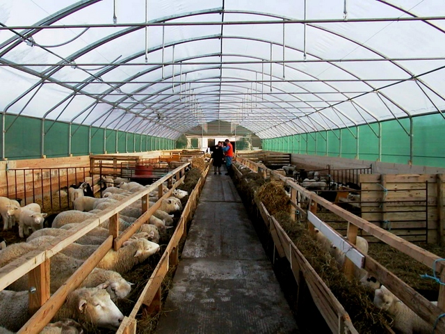Содержание овец и уход за ними в Белоусово | ЗооТом портал о животных
