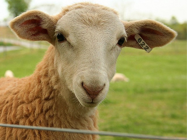 Статьи об овцах в Белоусово | ЗооТом портал о животных