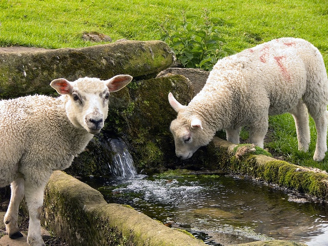 Статьи об овцах в Белоусово | ЗооТом портал о животных