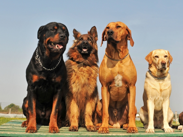 Крупные породы собак в Белоусово | ЗооТом портал о животных