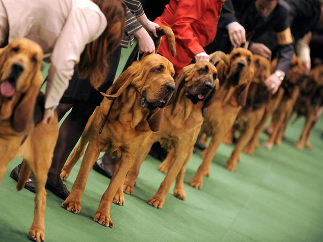 Выставки собак в Белоусово