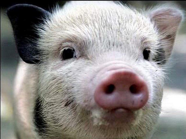 Породы свиней в Белоусово | ЗооТом портал о животных