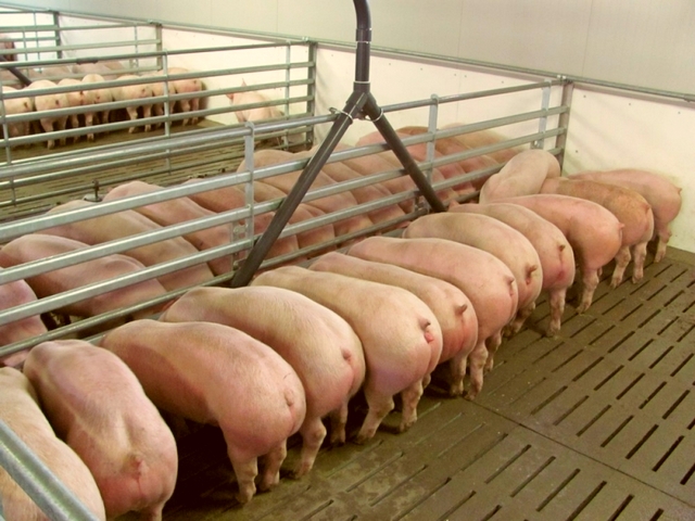 Содержание свиней и уход за ними в Белоусово | ЗооТом портал о животных