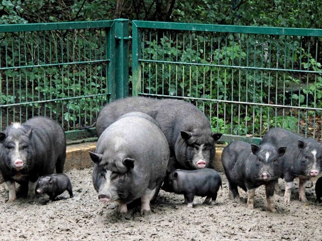 Содержание свиней и уход за ними в Белоусово | ЗооТом портал о животных