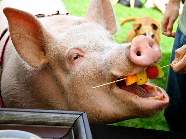 Статьи о свиньях в Белоусово | ЗооТом портал о животных