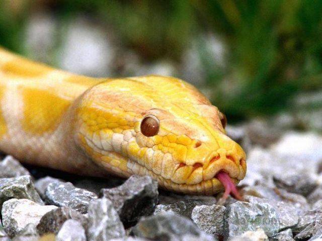 Породы змей в Белоусово | ЗооТом портал о животных
